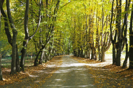 Észak-Erdély, Máramaros